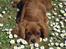 Cavalier king charles spaniel Kikki - mors blomster pige