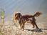 Cavalier king charles spaniel Kikki