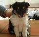 Shetland sheepdog Lucca