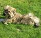 Lhasa apso cille