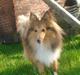 Shetland sheepdog Trille (himmelhund) 