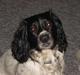 Engelsk springer spaniel Speedy