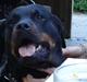 Rottweiler tessa