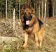 Schæferhund Vicktor [Langhåret] R.I.P