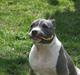 Amerikansk staffordshire terrier Ellie May