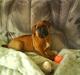 Boxer tyson