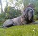 Mastino napoletano max