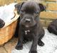Staffordshire bull terrier Cino