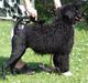 Portugisisk vandhund DeeDee