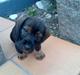 Gravhund Ofelia <3