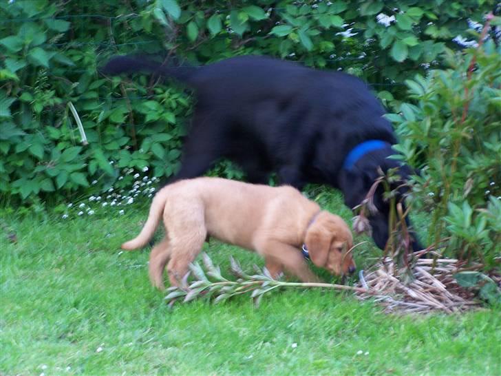 Labrador retriever Basse - Basse sammen med Rollo, den dag vi havde Rollo med hjem. Siden da har de været sammen hver dag. Maj 2007 billede 8