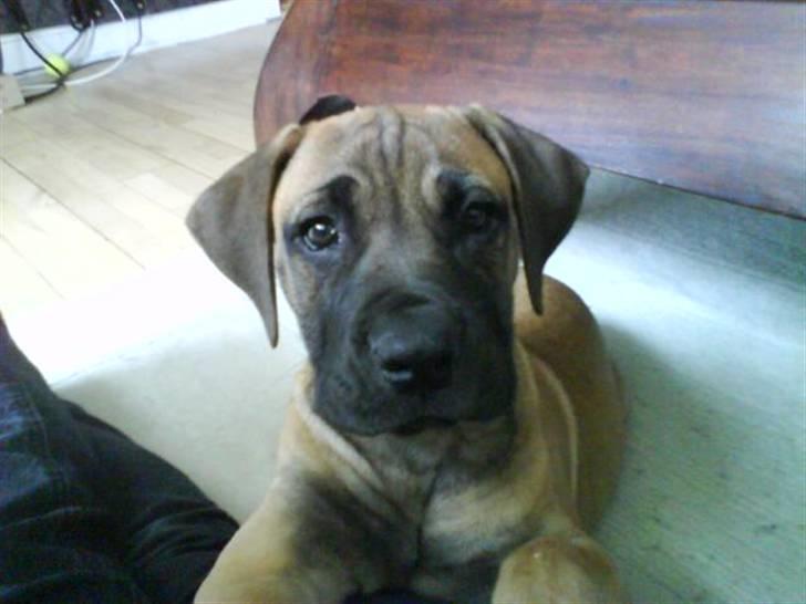 Boerboel Boelsplaas Nala - Nala 11 uger... Familiens Guldklump billede 1
