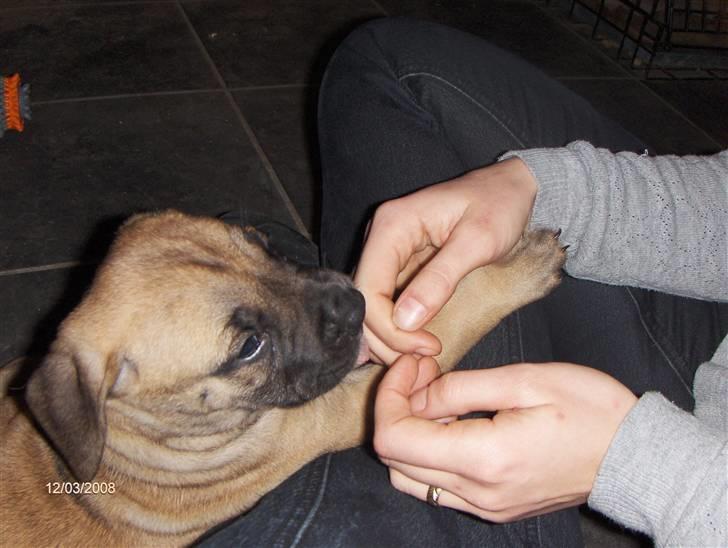 Boerboel Boelsplaas Nala - Skal vi holde i "hånd"? (6 uger) billede 2