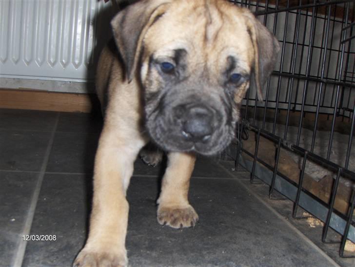 Boerboel Boelsplaas Nala - Stille som en løvinde (6 uger) billede 3