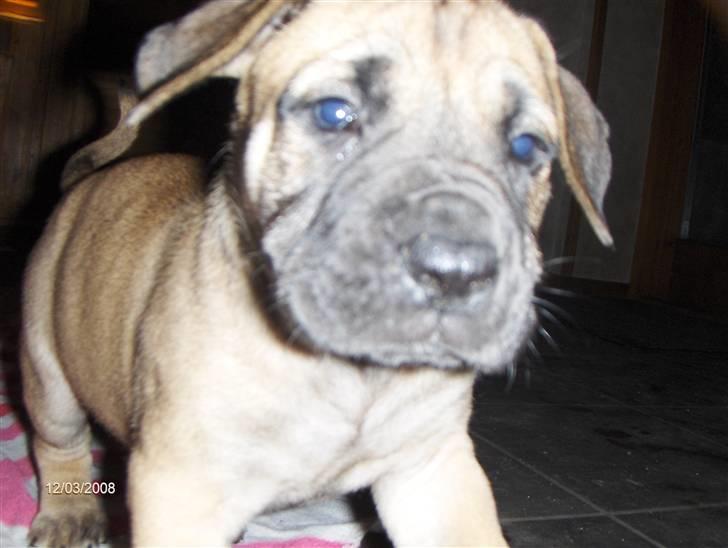 Boerboel Boelsplaas Nala - ´Tuttemus (6 uger) billede 4
