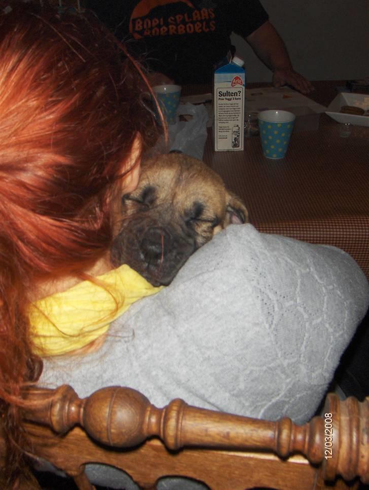 Boerboel Boelsplaas Nala - Åå det er hårdt at være lille. (6 uger) billede 5