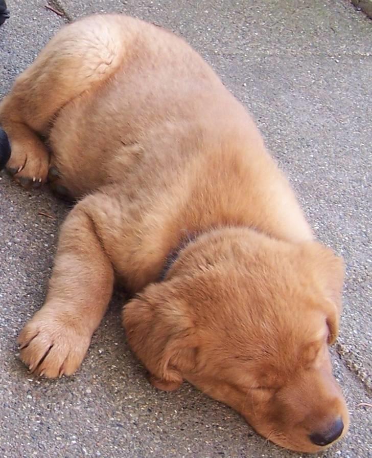 Labrador retriever Rollo - Rollo den første dag herhjemme. Maj 2007 billede 1