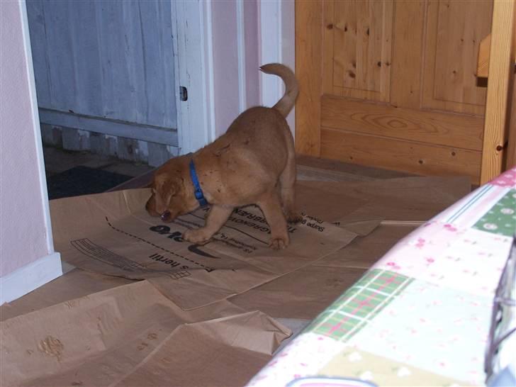 Labrador retriever Rollo - Rollo skal lærer at tisse på papirsækken/aviserne. Maj 2007 billede 2