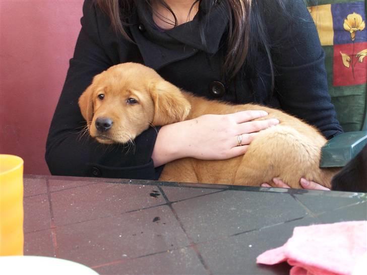 Labrador retriever Rollo - Rollo i armene på Trine. Anden dag herhjemme. Maj 2007 billede 3