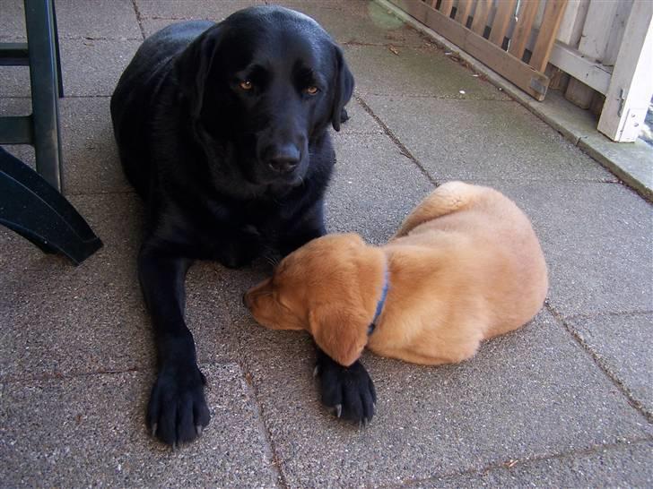Labrador retriever Rollo - Rollo ligger med hovedet på sin nye "mor"/babysitter. Han fandt hurtigt ud af at Basse var guld værd. På alle måder. Maj 2007 billede 4