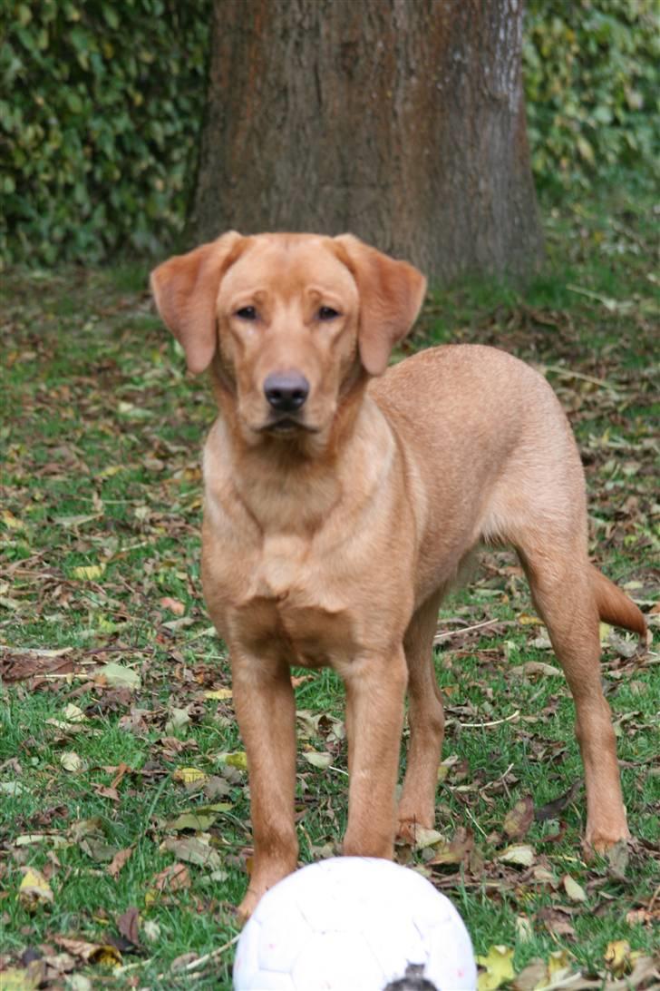 Labrador retriever Rollo - Rollo en efterårsdag 2007 billede 5