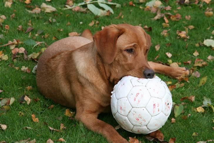 Labrador retriever Rollo - Rollo er klar til at lege med bolden. Oktober 2007 billede 6