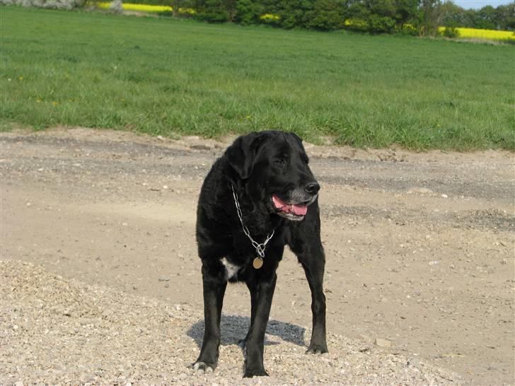 Blanding af racer Laban - Iih altså.. det er da skønt at være på landet.. billede 12