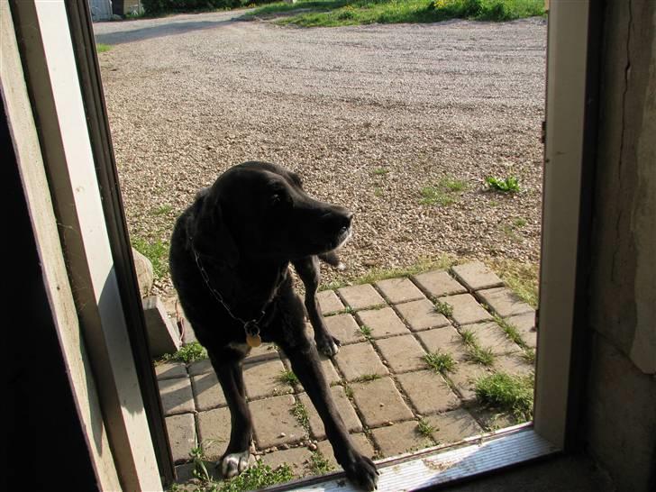 Blanding af racer Laban - Førstå gang han så en hund.. =) billede 13