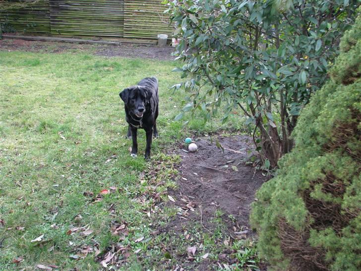 Blanding af racer Laban billede 14