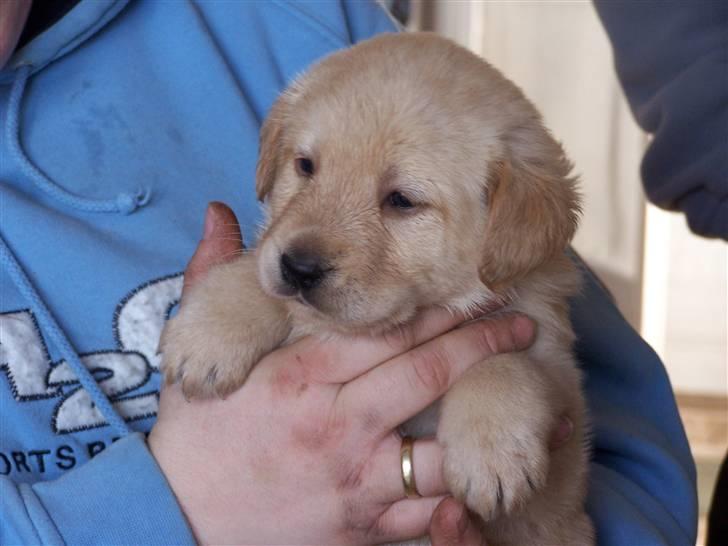 Labrador retriever Molly R.I.P. - Molly sidder ved mig. Marts 2008 billede 1