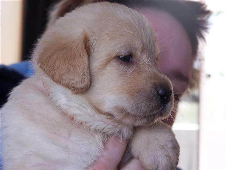 Labrador retriever Molly R.I.P. - Molly sidder ved mig. Marts 2008 billede 2
