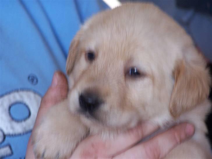 Labrador retriever Molly R.I.P. - Molly.... Synes hun har det smukkeste hoved. Marts 2008 billede 3