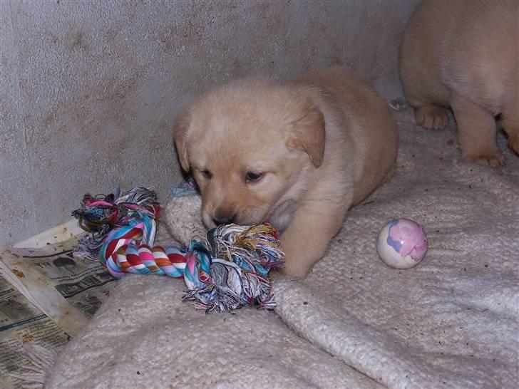 Labrador retriever Molly R.I.P. - Molly med hendes første stykke legetøj. Marts 2008 billede 4