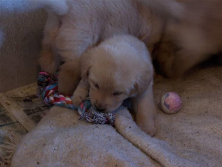 Labrador retriever Molly R.I.P. - Molly elsker at lege. Marts 2008 billede 5