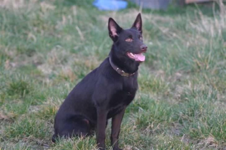 Australsk kelpie Dooley  - Dooley marts 2008 billede 11