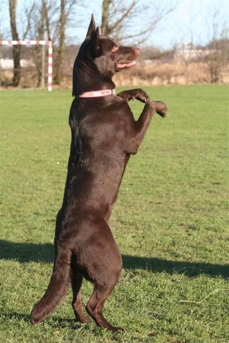 Australsk kelpie Born To Work Brown Bellis - Bellis januar 08 - taget af Carina Enevoldsen www.aussies.dk billede 20