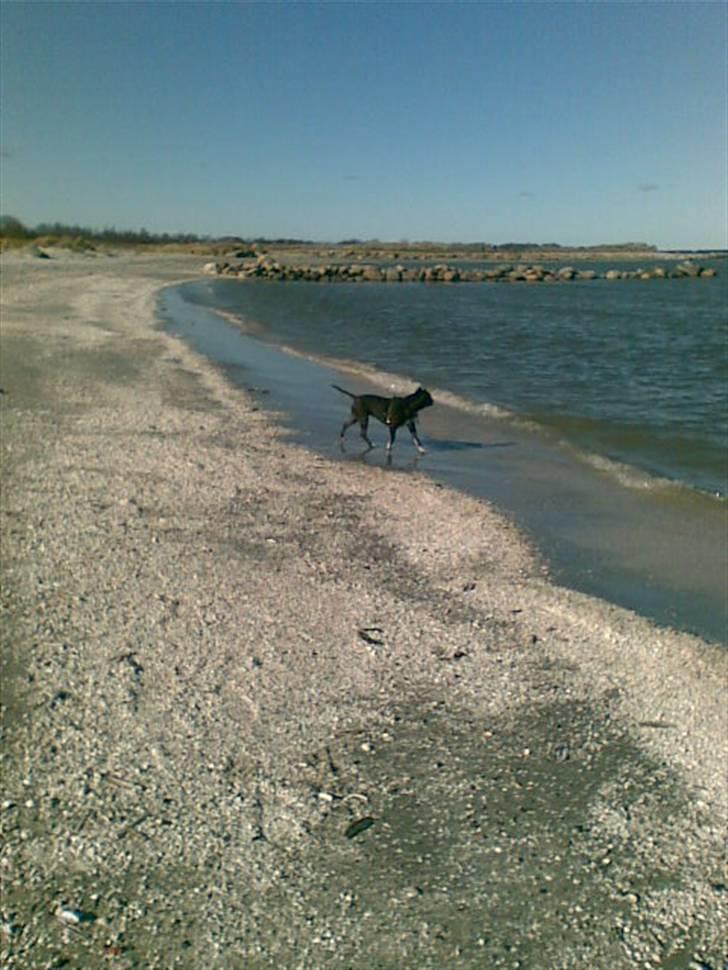 Amerikansk staffordshire terrier Chamonix - Mit ynglings-sted. Sand og vand billede 3