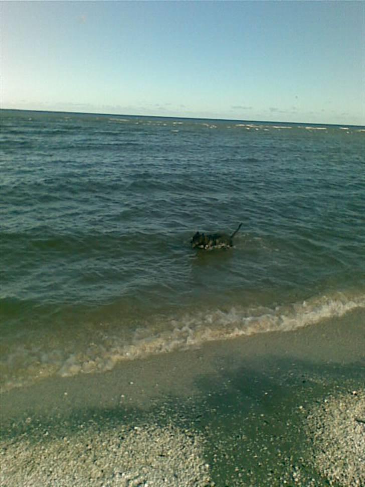 Amerikansk staffordshire terrier Chamonix - HOV- der er fugle derude.. Må jeg hellere se lidt nærmere på. billede 4