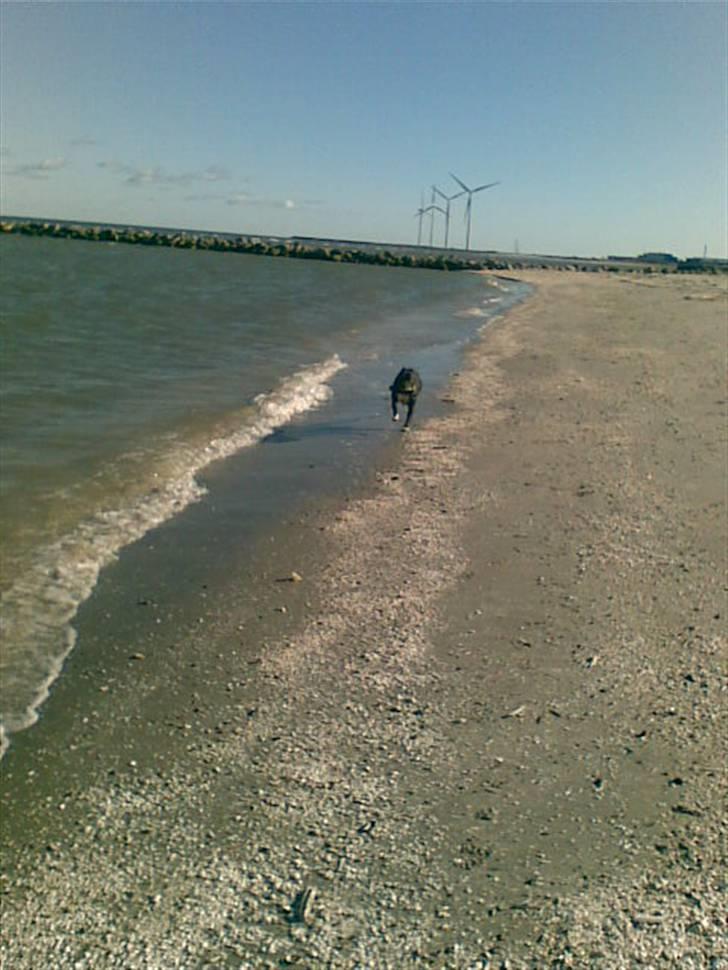 Amerikansk staffordshire terrier Chamonix - Selvfølgelig kommer jeg når du kalder :) billede 5