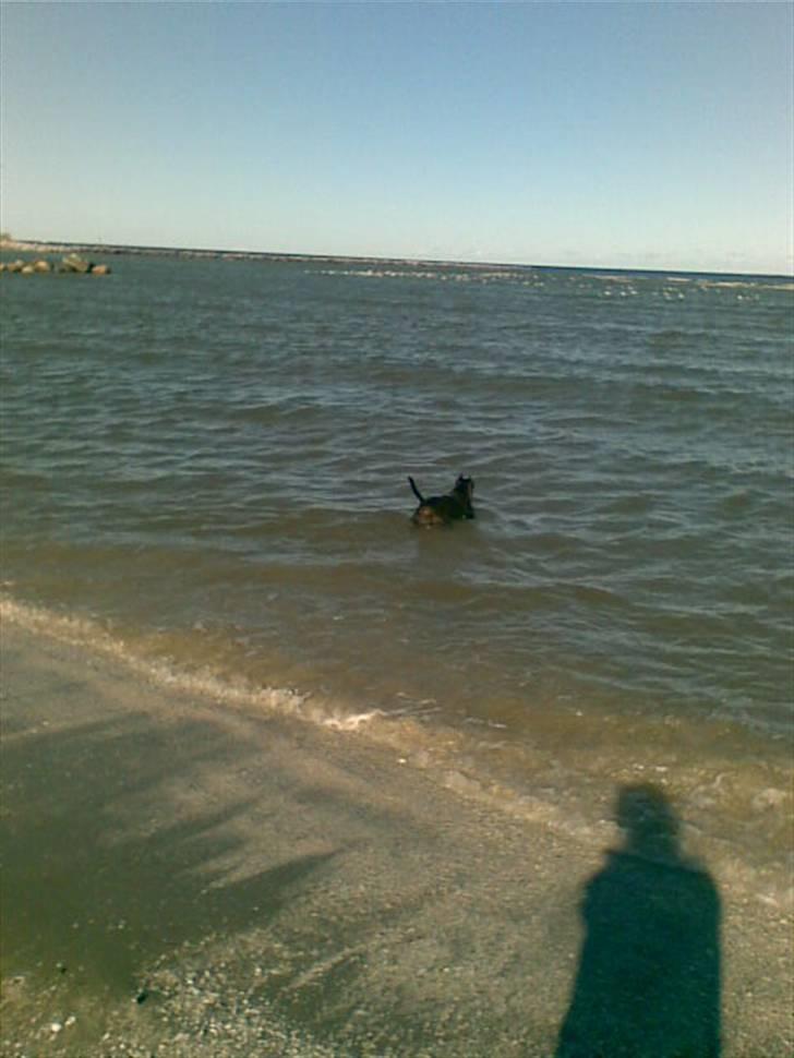 Amerikansk staffordshire terrier Chamonix - Svømme, svømme... Aahhhhhhhh billede 6