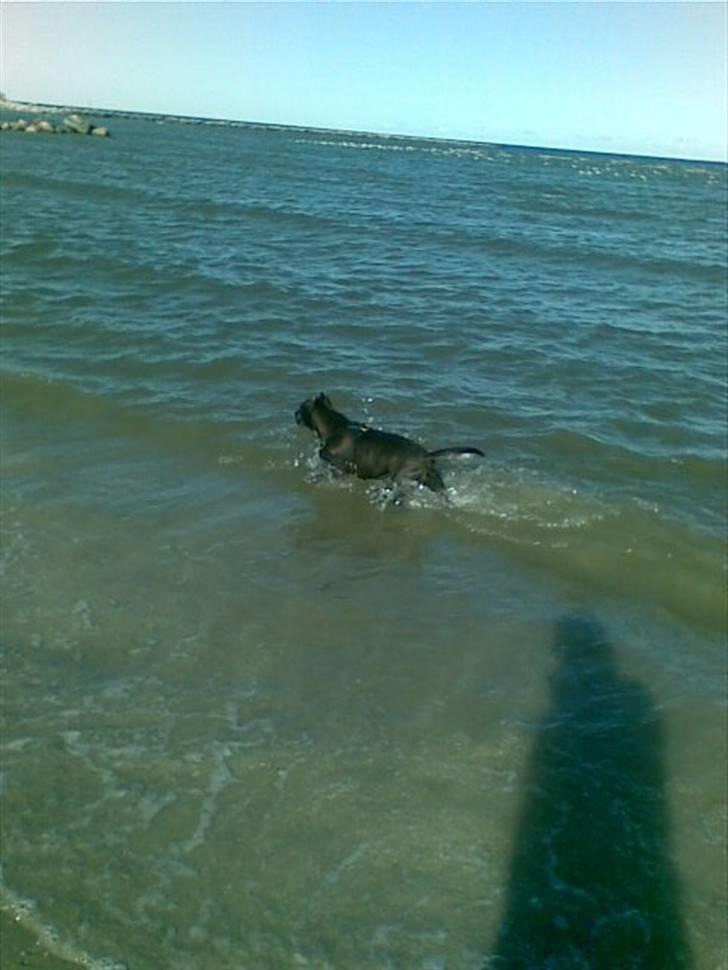 Amerikansk staffordshire terrier Chamonix - Ruuuuuun! :) billede 7