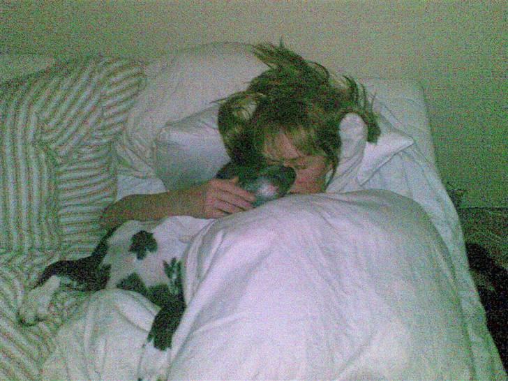 Amerikansk staffordshire terrier Chamonix - Zzzzzzzzzzz billede 8