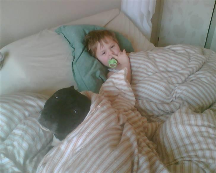 Amerikansk staffordshire terrier Chamonix - Godmorgen :) billede 9