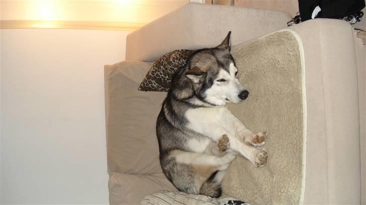 Alaskan malamute Mojo   - Dette er MIN plads... billede 11