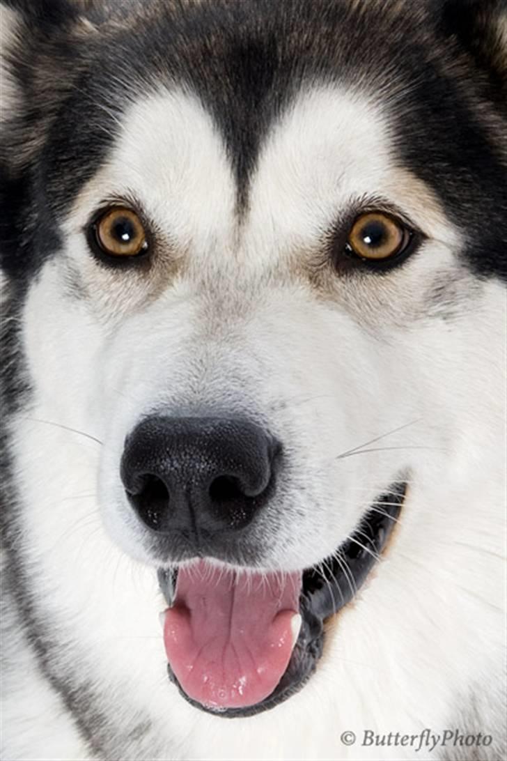 Alaskan malamute Mojo   billede 12