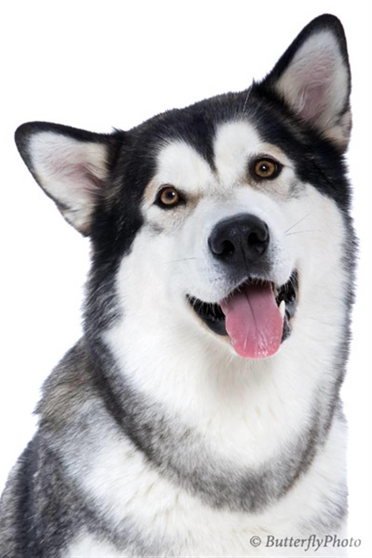 Alaskan malamute Mojo   billede 13