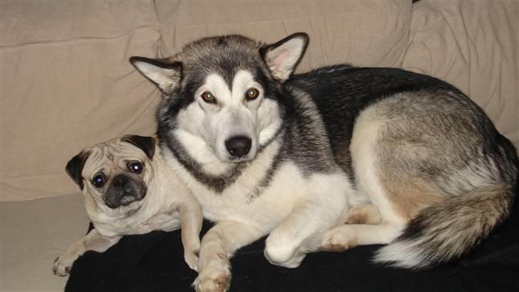 Alaskan malamute Mojo   - Hygge sammen med sin yndlings-buddy... billede 14