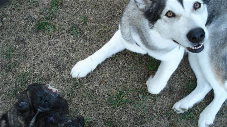 Alaskan malamute Mojo   - Hygger sammen med legekammeraten Canto.. tumler for det meste rundt.. billede 15