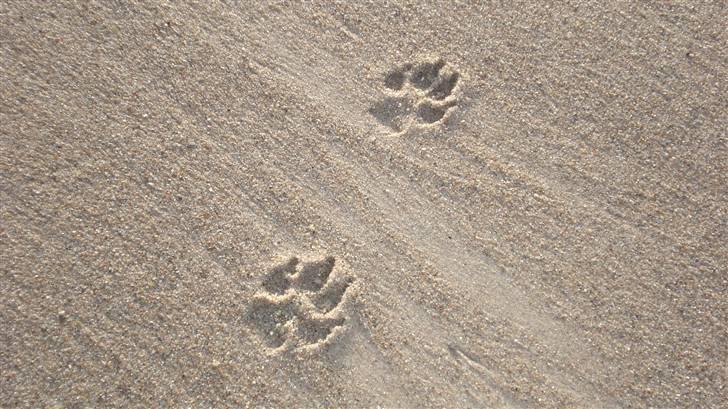 Alaskan malamute Mojo   billede 16