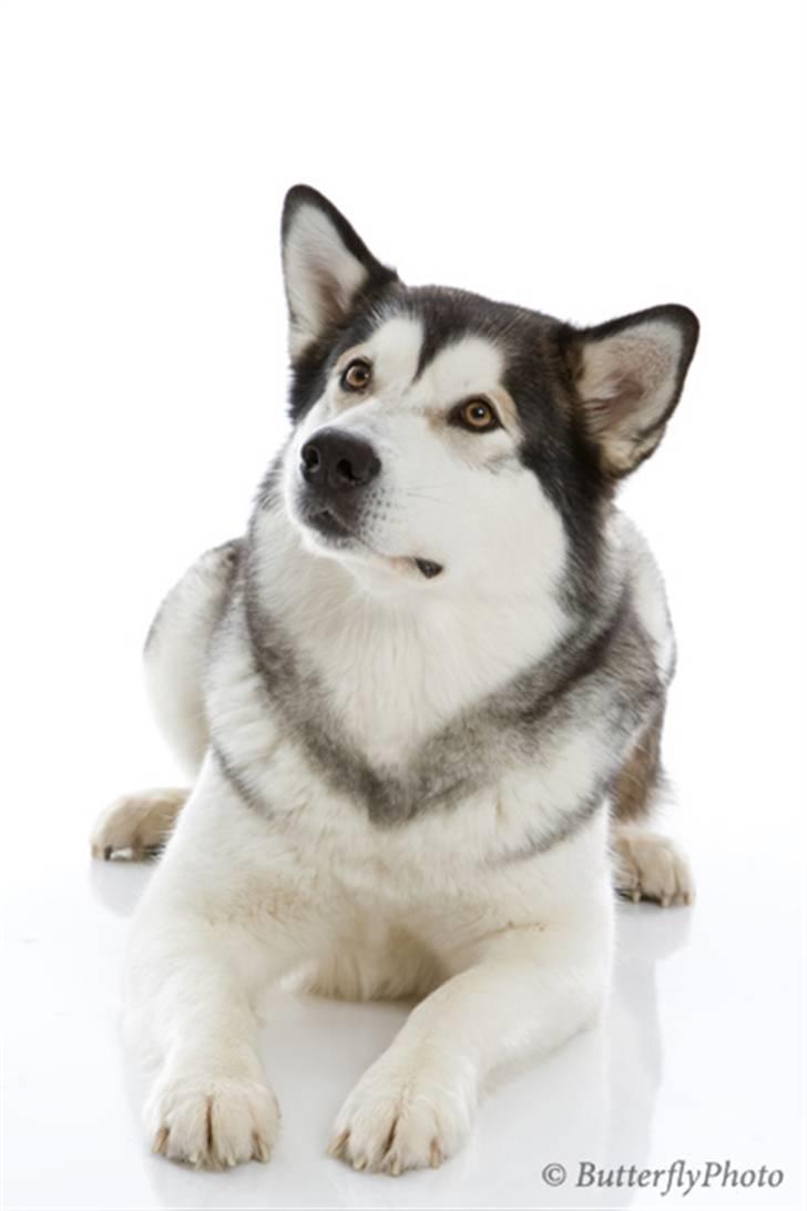 Alaskan malamute Mojo   - undskyld er det en pølse-godbid du står og vifter med der ??? billede 17